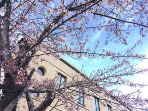 小樽警察署の桜