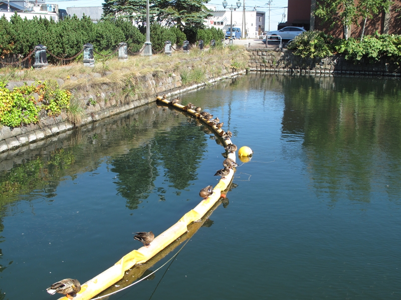 小樽運河のカモ