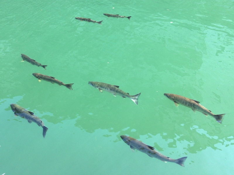 Salmon in Otaru canal