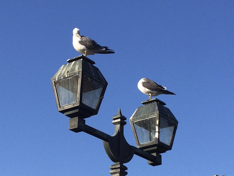 Gulls in Otaru